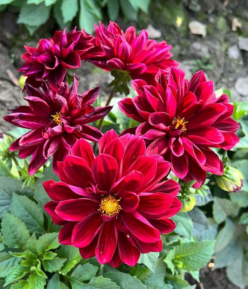 Dahlias 