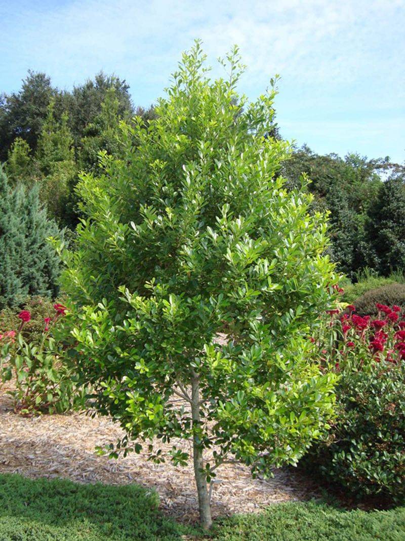Dahoon Holly Shades Smaller Front Yards Dahoon Holly Shades Smaller Front Yards