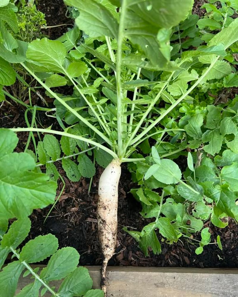 Daikon Radishes Need More Time Than Small Radishes