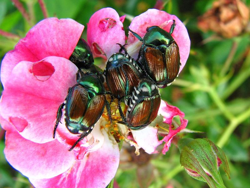 Daily Checks Catch Beetles Early Daily Checks Catch Beetles Early