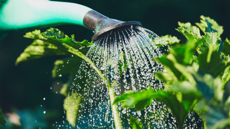 Daily Overwatering Is The Texas Garden Habit Attracting Cockroaches Daily Overwatering Is The Texas Garden Habit Attracting Cockroaches
