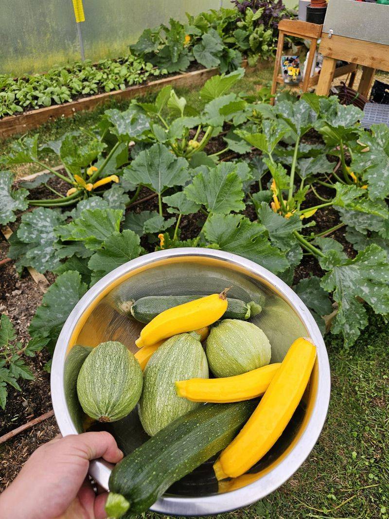 Daily Picking Keeps New Fruit Coming