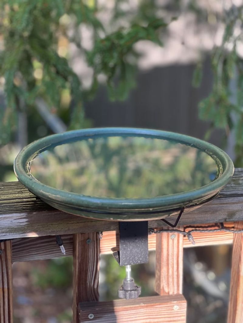 Daily Rinsing Keeps Birds Safer
