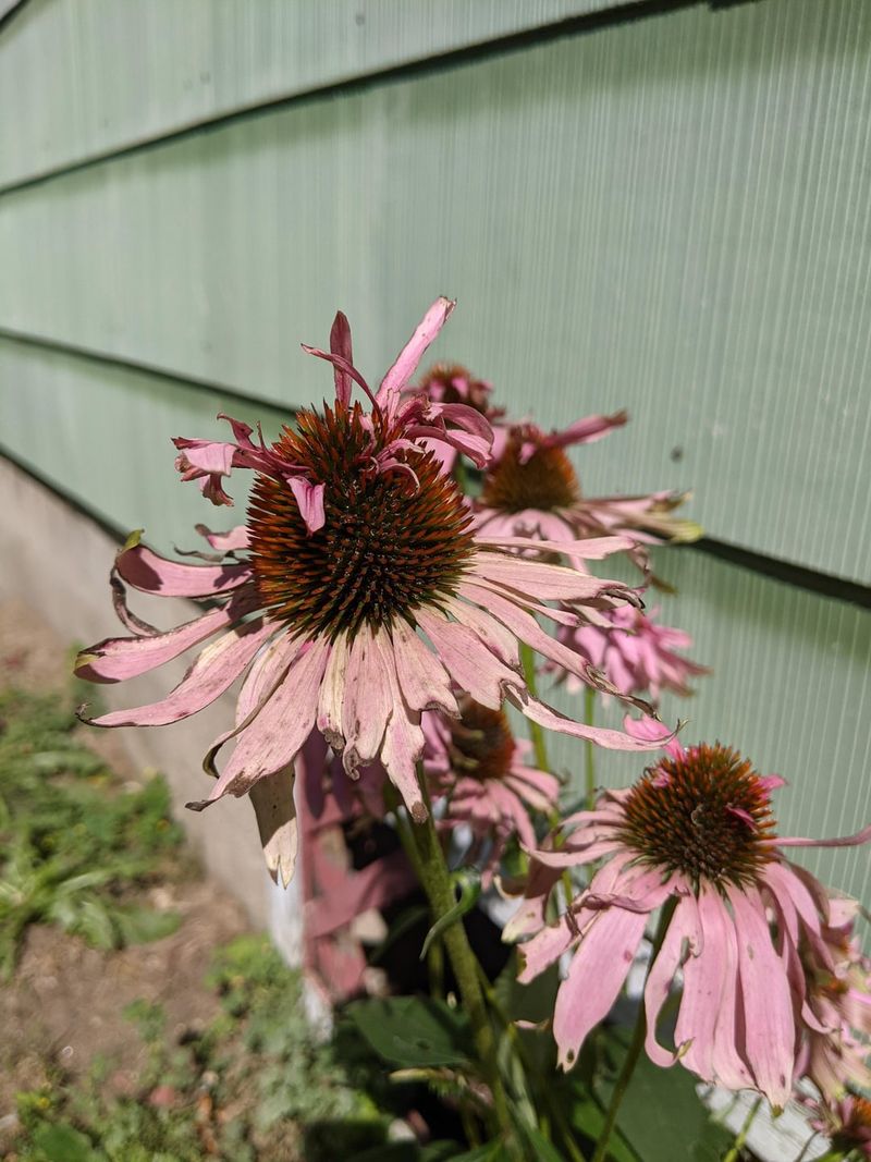 Damage Patterns Help Identify The Pest