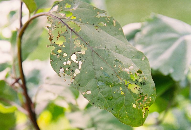 Damage Shows Up During Warm Spring And Summer Weather Damage Shows Up During Warm Spring And Summer Weather