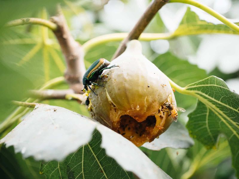 Damage That Often Starts On Soft Or Split Figs Damage That Often Starts On Soft Or Split Figs