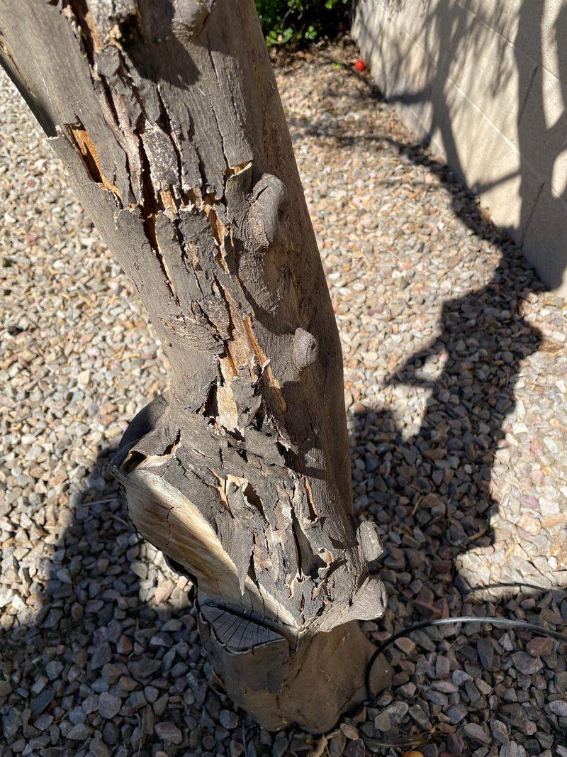 Damaged Bark Can Crack As Heat Builds