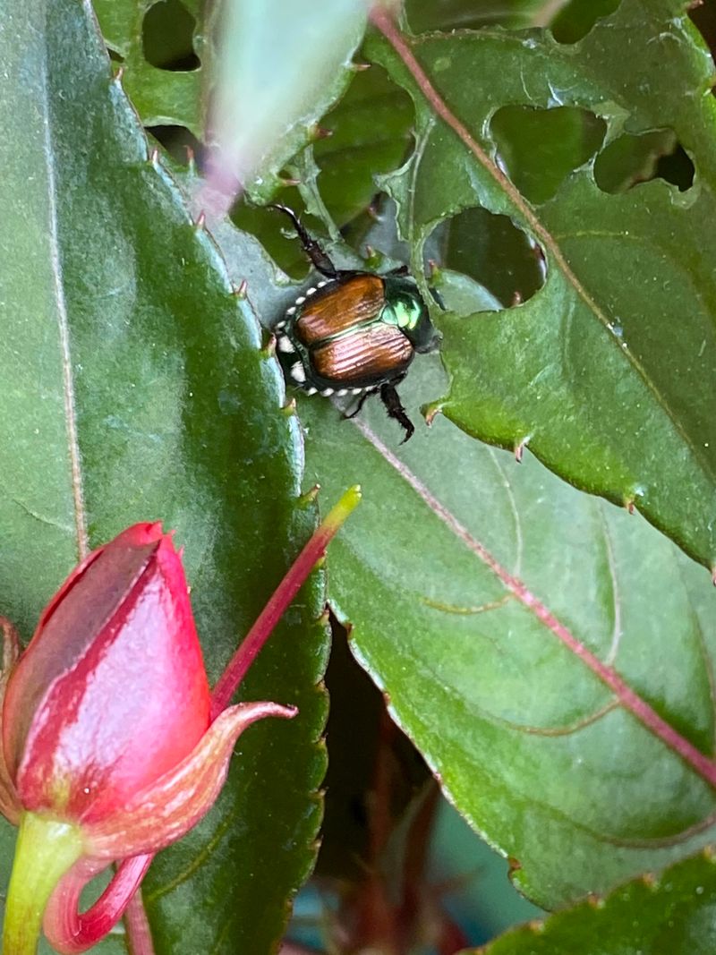 Damaged Flowers And Fruit Need Cleanup Damaged Flowers And Fruit Need Cleanup