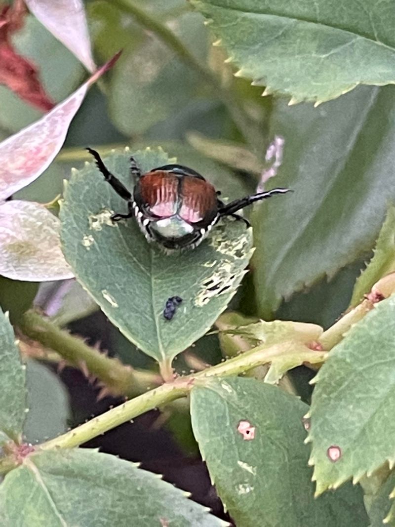 Damaged Leaves Can Draw More Beetles Damaged Leaves Can Draw More Beetles