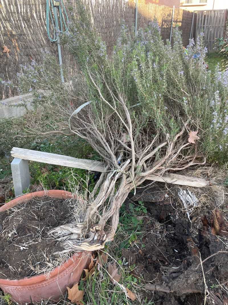 Damaged Needles Collect Under The Plant