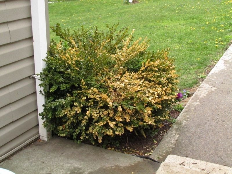 Damaged Or Diseased Roots Cannot Support The Foliage
