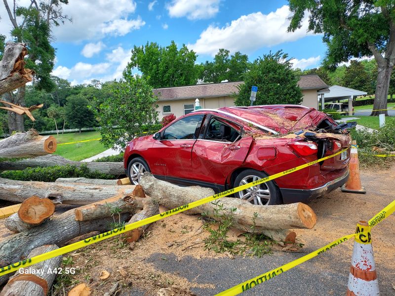Damaged Or Diseased Trees Change The Story