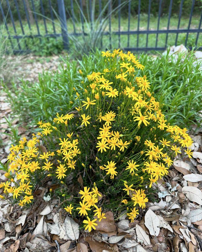 Damianita Brings Yellow Flowers To Dry Landscapes
