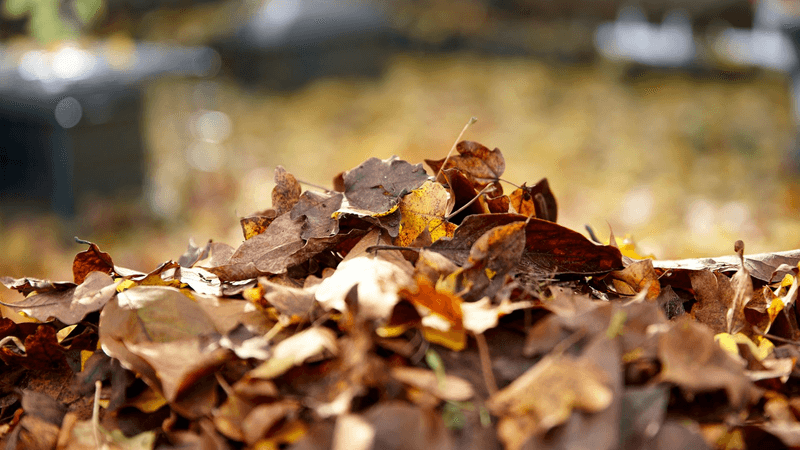 Damp Leaf Piles Create Easy Roach Shelter Damp Leaf Piles Create Easy Roach Shelter
