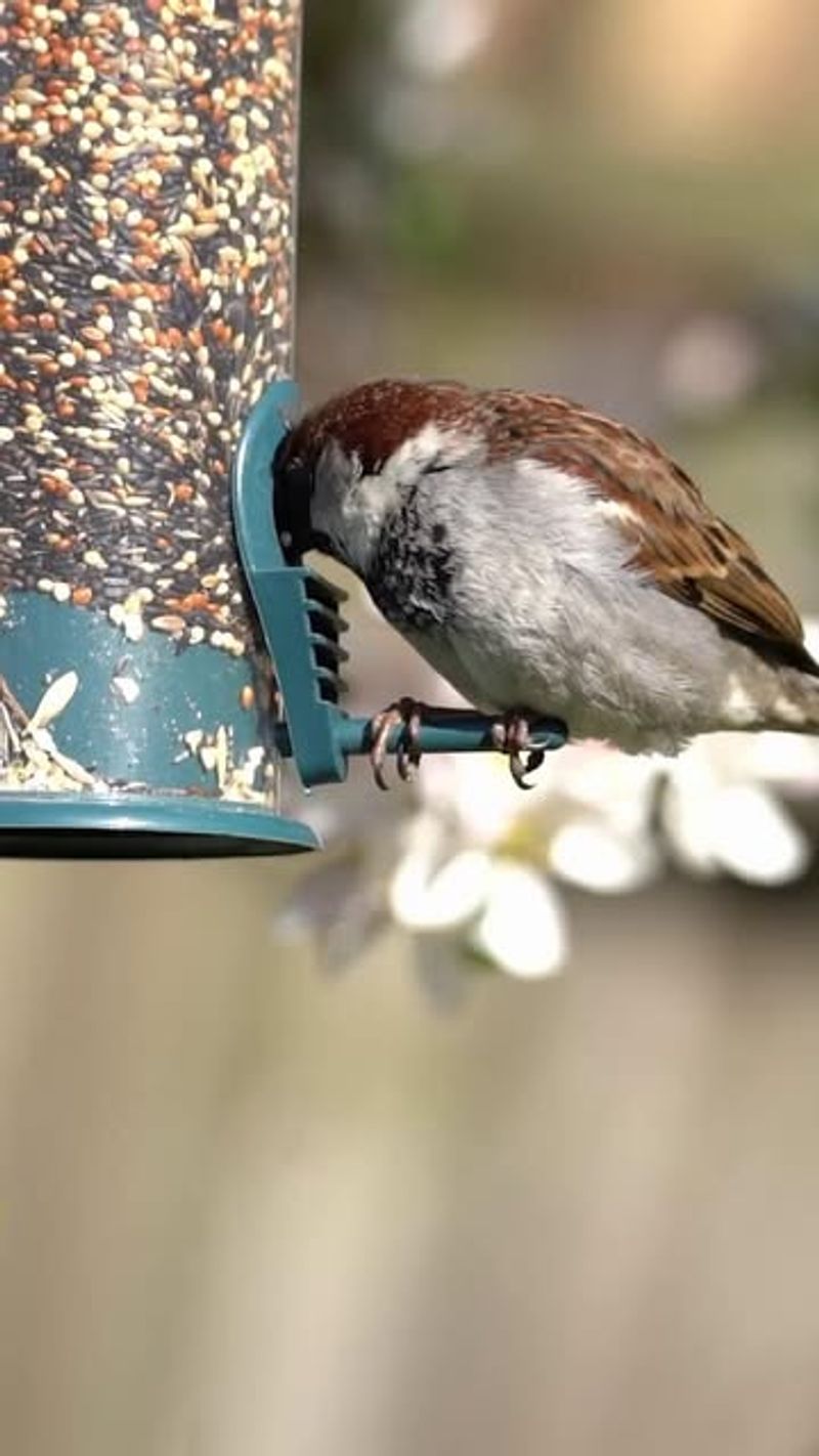 Damp Or Stale Seed May Be Driving Birds Away