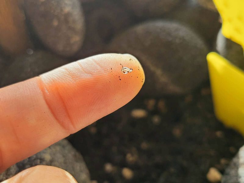 Damp Potting Soil Can Invite Gnats