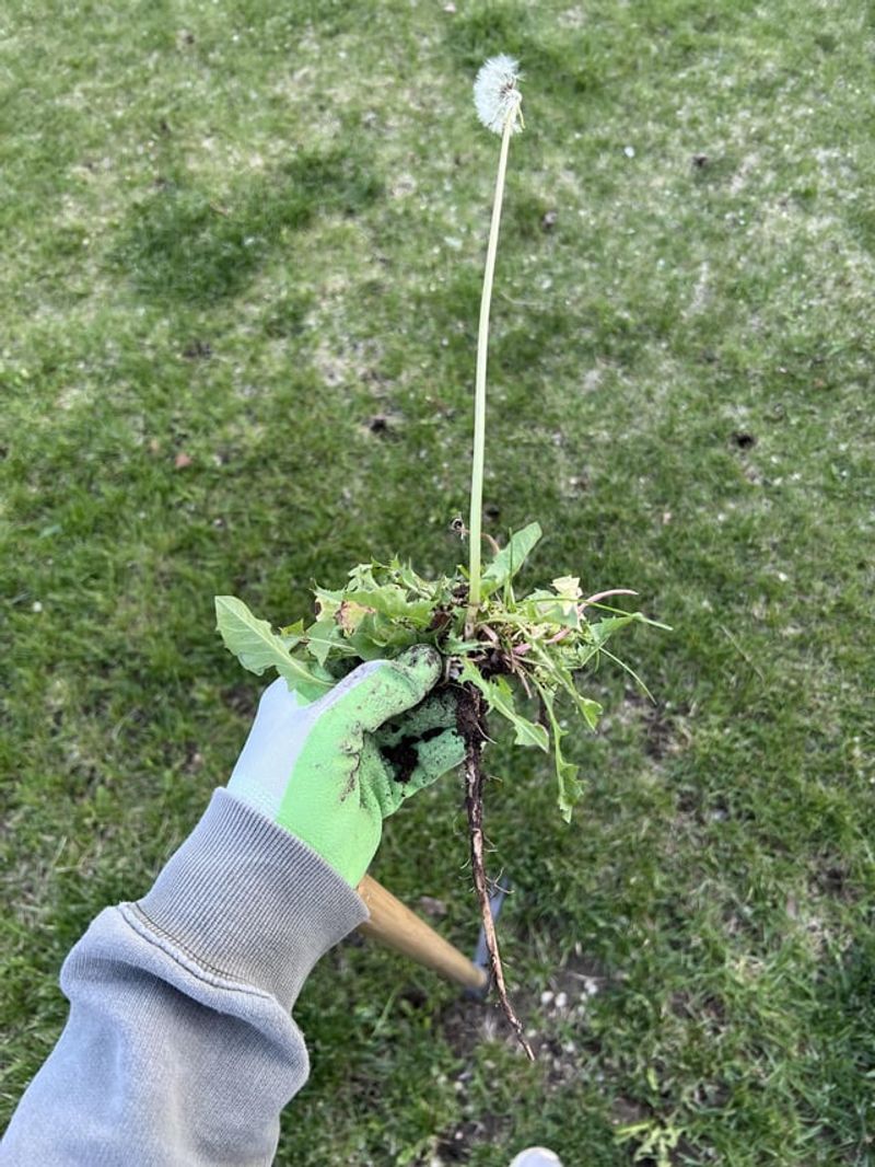Damp Soil Makes Weeding Easier Damp Soil Makes Weeding Easier