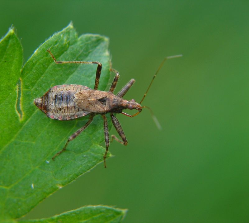 Damsel Bugs Damsel Bugs