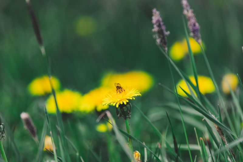 Dandelions Are Not A Perfect Nutrition Source Dandelions Are Not A Perfect Nutrition Source