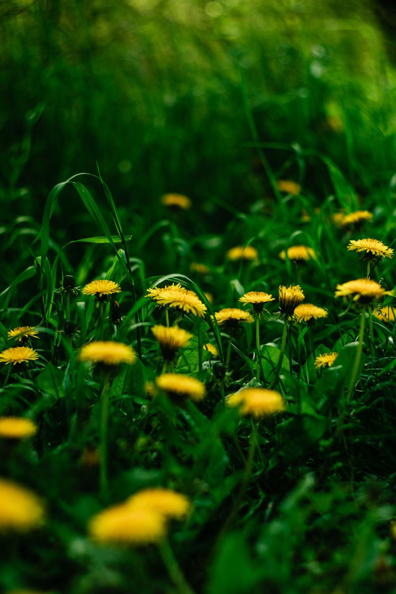Dandelions Bloom Before Most Other Spring Flowers Dandelions Bloom Before Most Other Spring Flowers