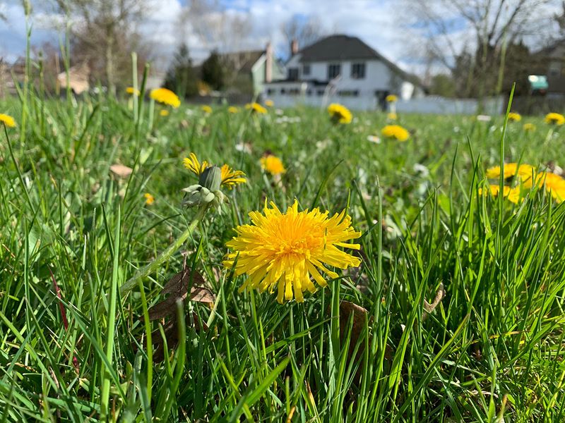 Dandelions Do Not Beat Clover For Bee Value Dandelions Do Not Beat Clover For Bee Value
