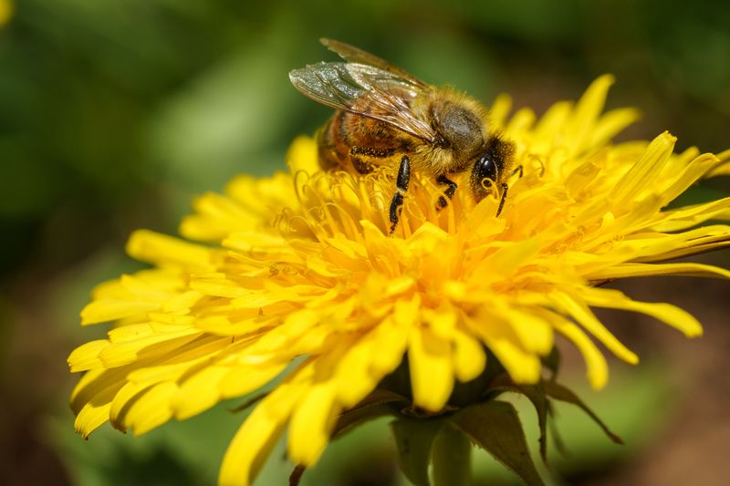 Dandelions Offer Critical Nectar When Little Else Blooms Dandelions Offer Critical Nectar When Little Else Blooms