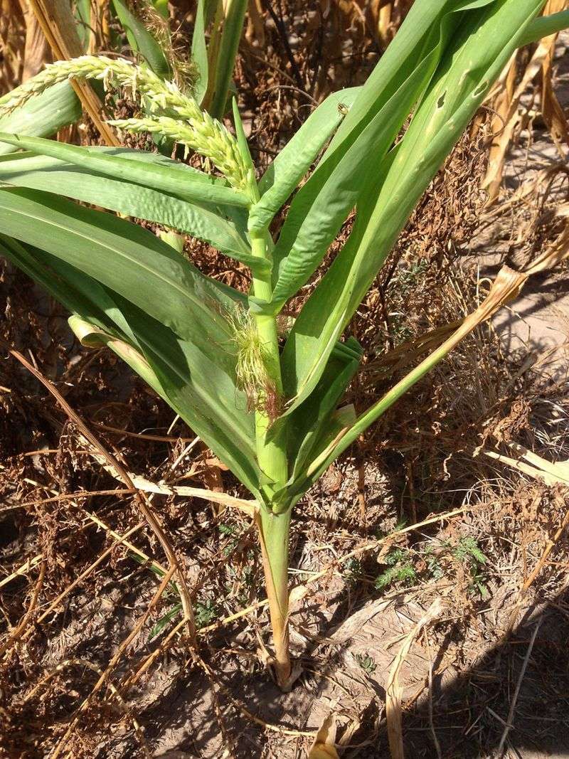 Dark Gray Green Leaves Increase The Concern