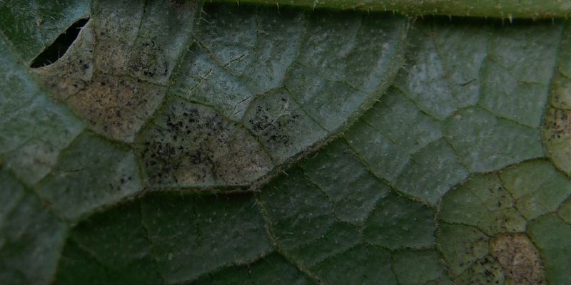 Dark Growth May Appear Beneath The Leaves Dark Growth May Appear Beneath The Leaves