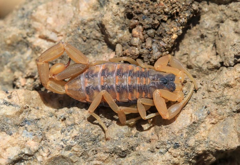 Dark Hiding Spots Keep Scorpions Cool During The Day
