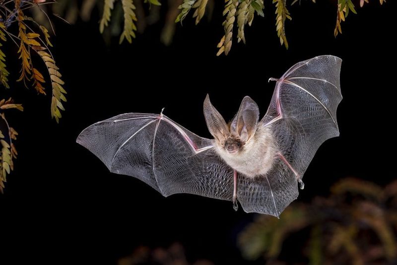 Dark Yards Are Better For Bats Dark Yards Are Better For Bats