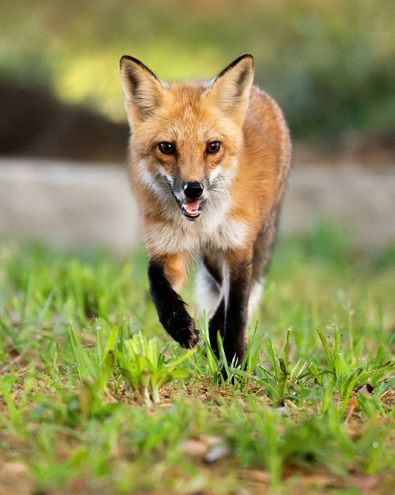Daylight Does Not Diagnose Rabies