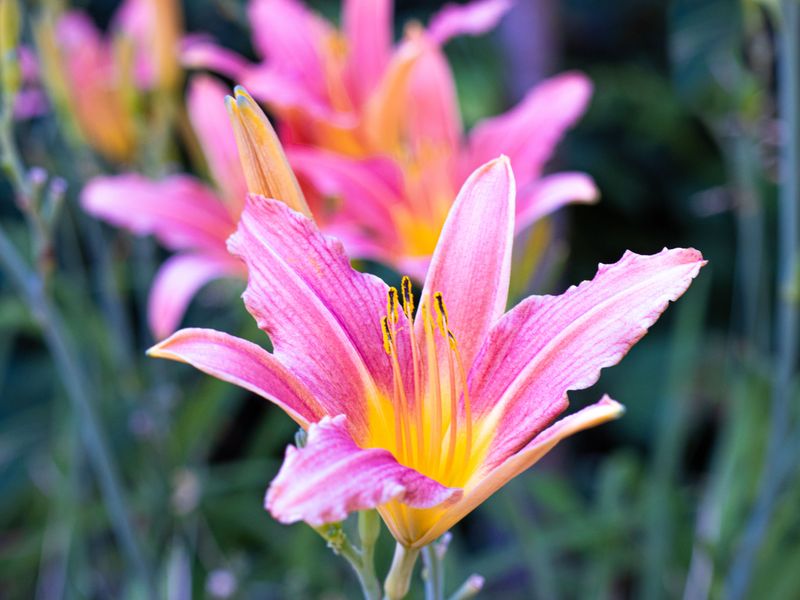 Daylilies