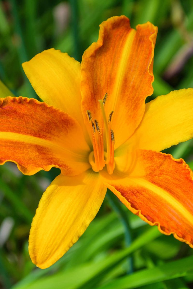 Daylilies Survive Neglect That Kills Everything Else