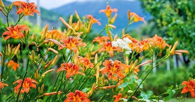 Daylily Daylily