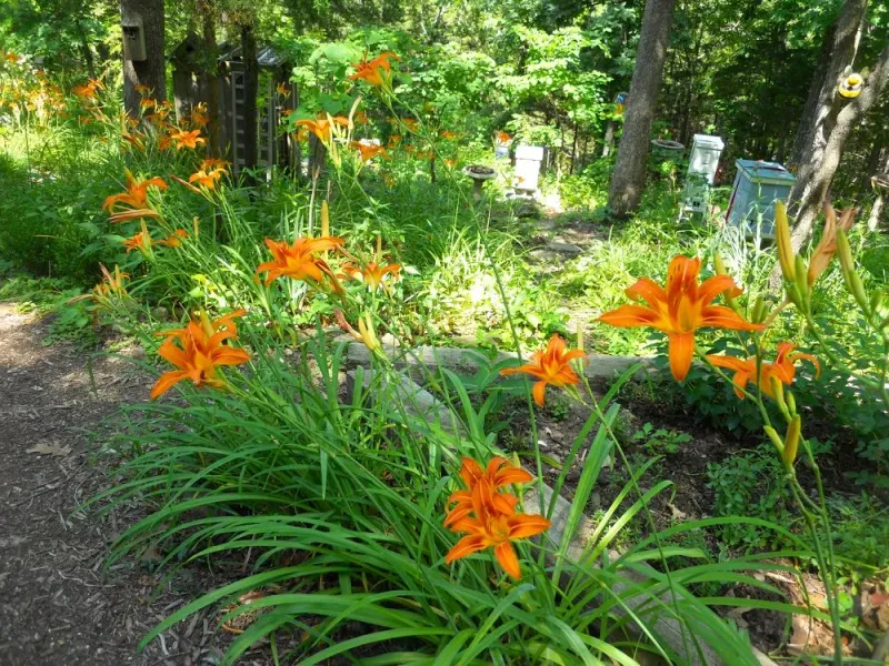 Daylily Is The Plant You Genuinely Cannot Kill Daylily Is The Plant You Genuinely Cannot Kill