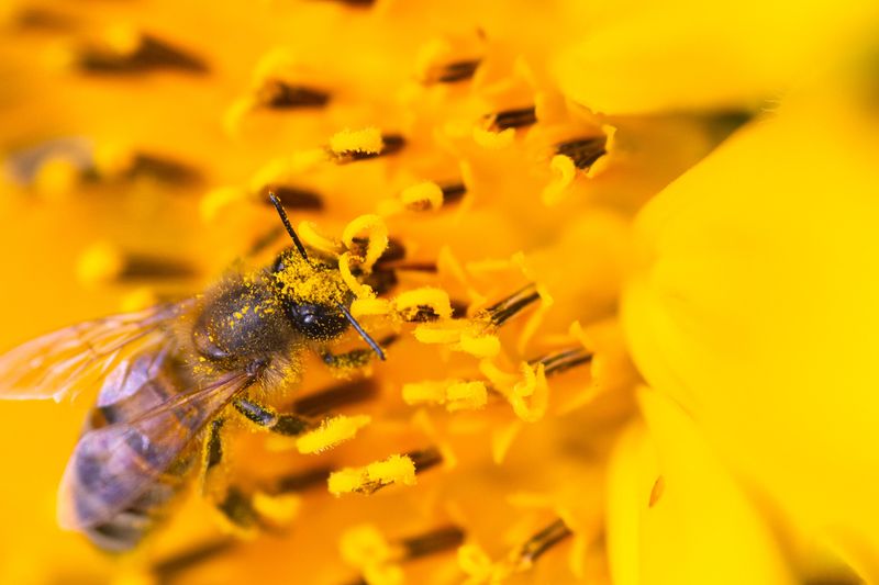 Daytime Heat Sterilizes Pollen Grains