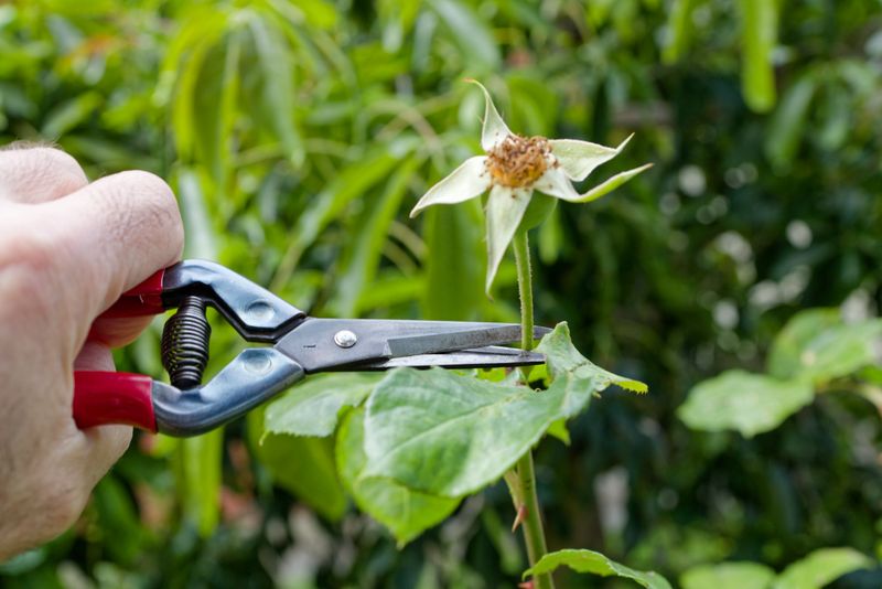 Deadhead Reblooming Roses Lightly