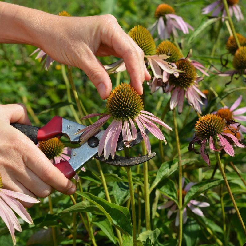 Deadhead Spent Flowers For Longer Bloom