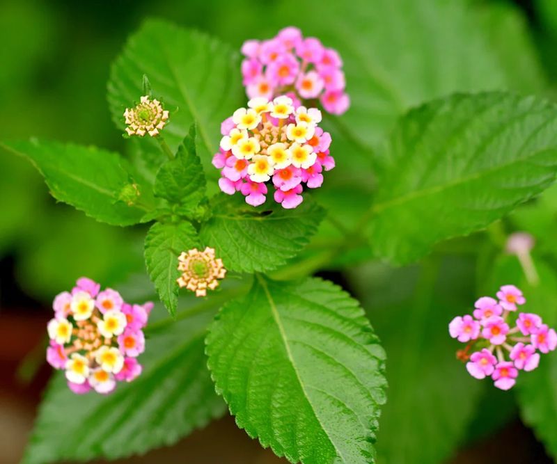 Deadhead the Spent Blooms Every Few Days