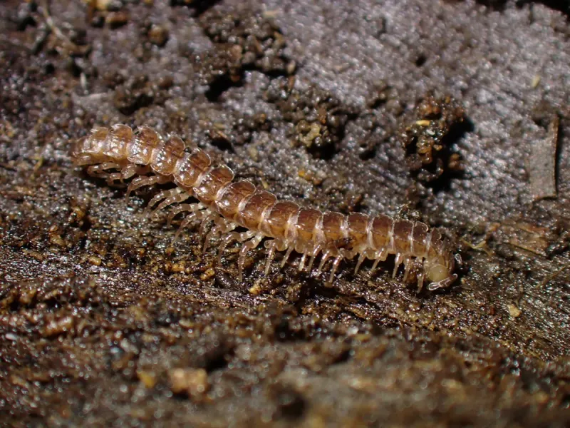 Decaying Organic Matter Is Feeding Them Decaying Organic Matter Is Feeding Them
