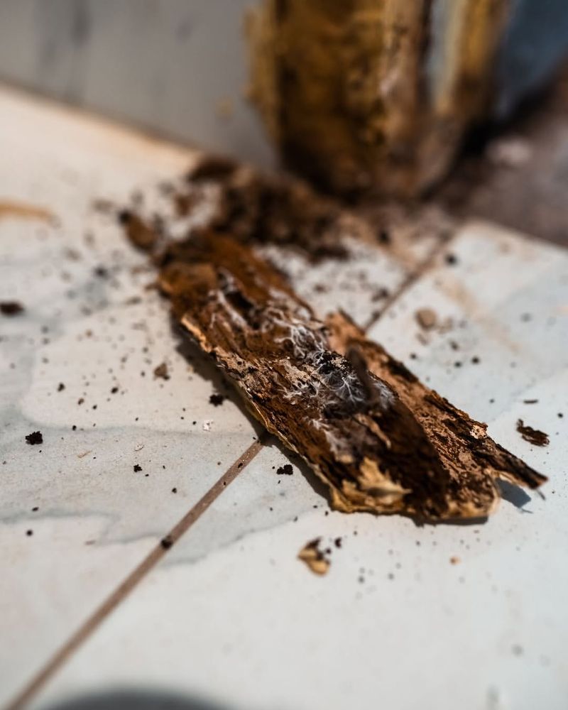 Decaying Wood Adds Food And Cover Decaying Wood Adds Food And Cover
