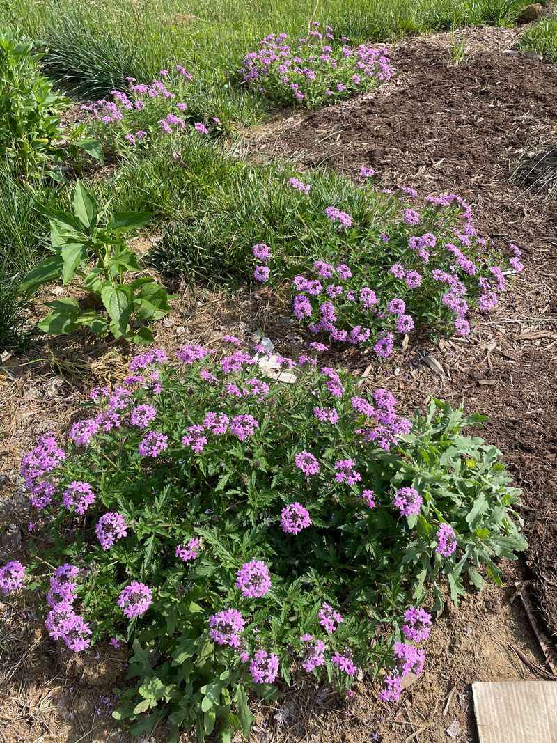 Decide Whether Rose Verbena Fits Your Yard Decide Whether Rose Verbena Fits Your Yard