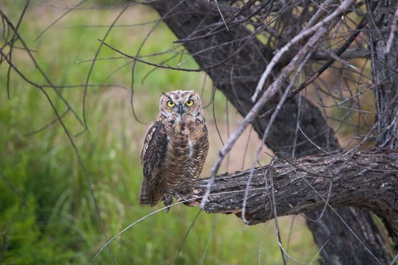 Decoding Owl Calls After Dark