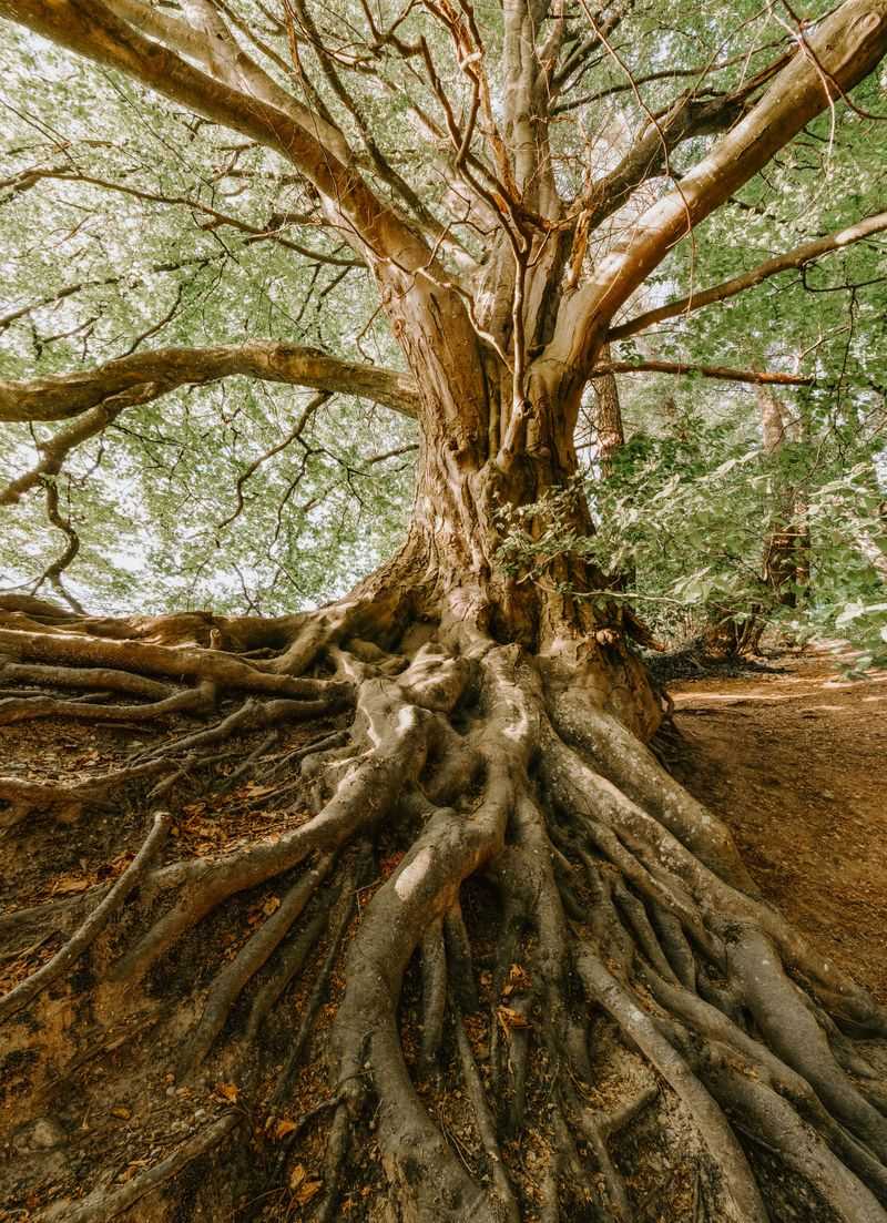 Deep Occasional Watering Builds Stronger Roots Deep Occasional Watering Builds Stronger Roots