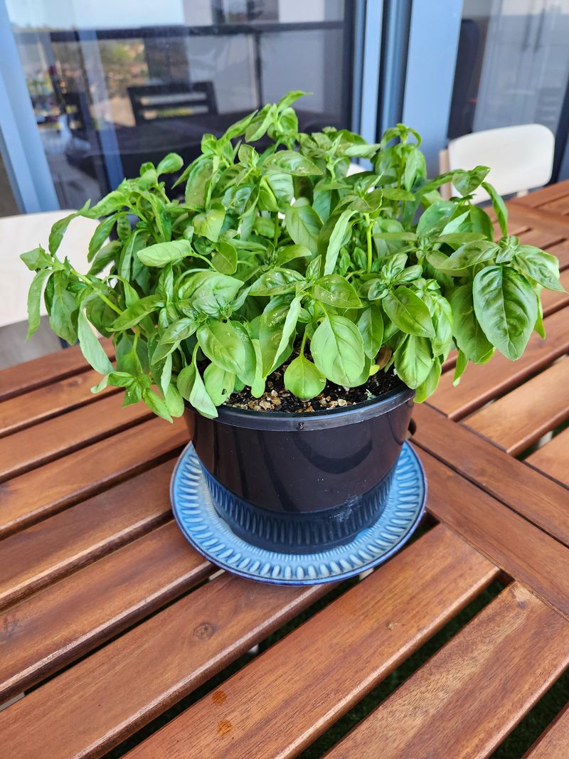 Deep Pots Protect Roots Deep Pots Protect Roots
