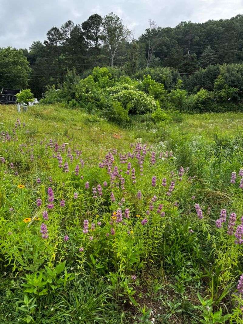 Deep-Rooted Native Plants Strengthen The Soil