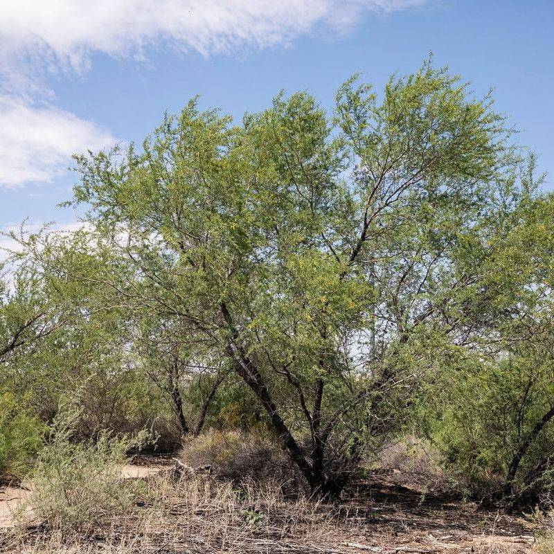 Deep Roots Handle Long Dry Periods