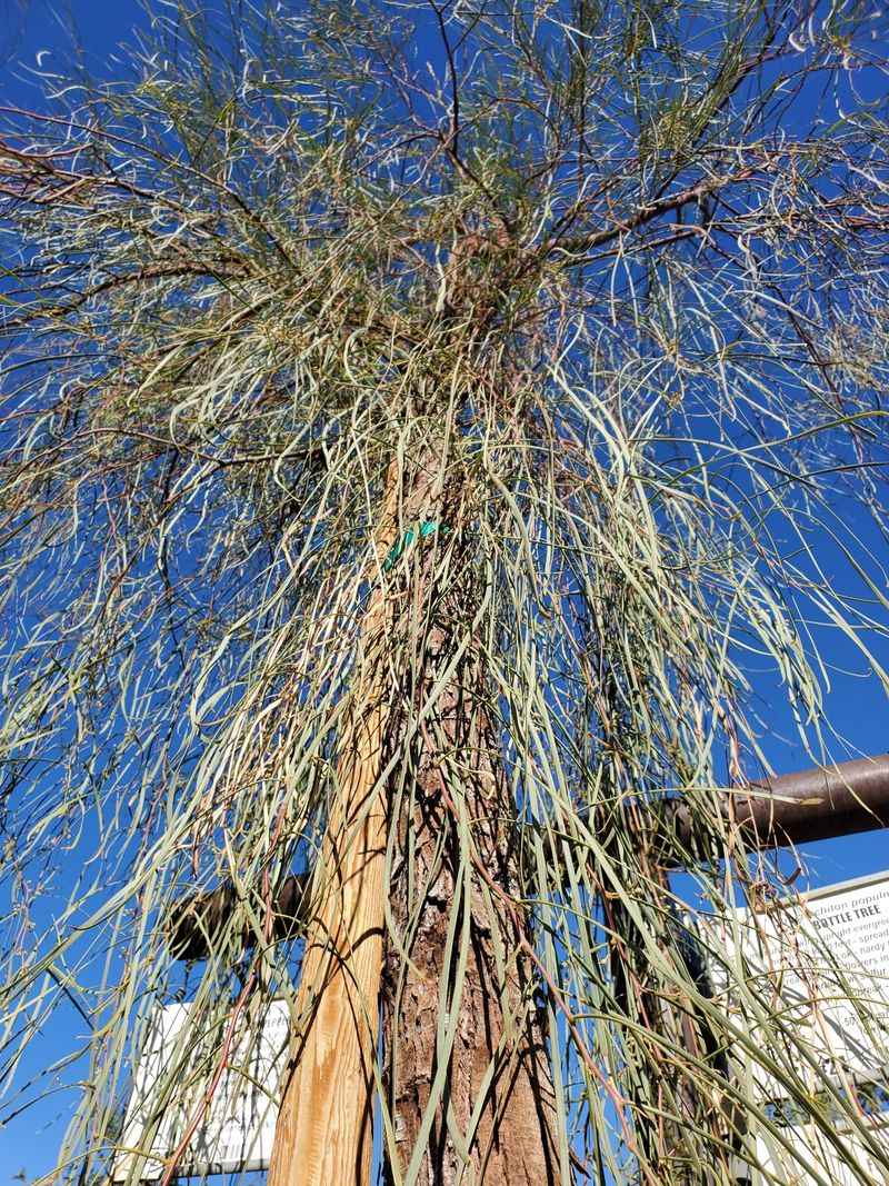 Deep Roots Improve Drought Tolerance Deep Roots Improve Drought Tolerance