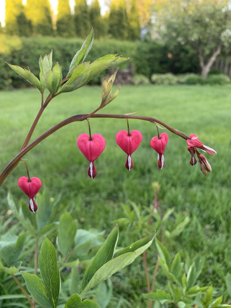 Deep Shade Limits Bloom Choices