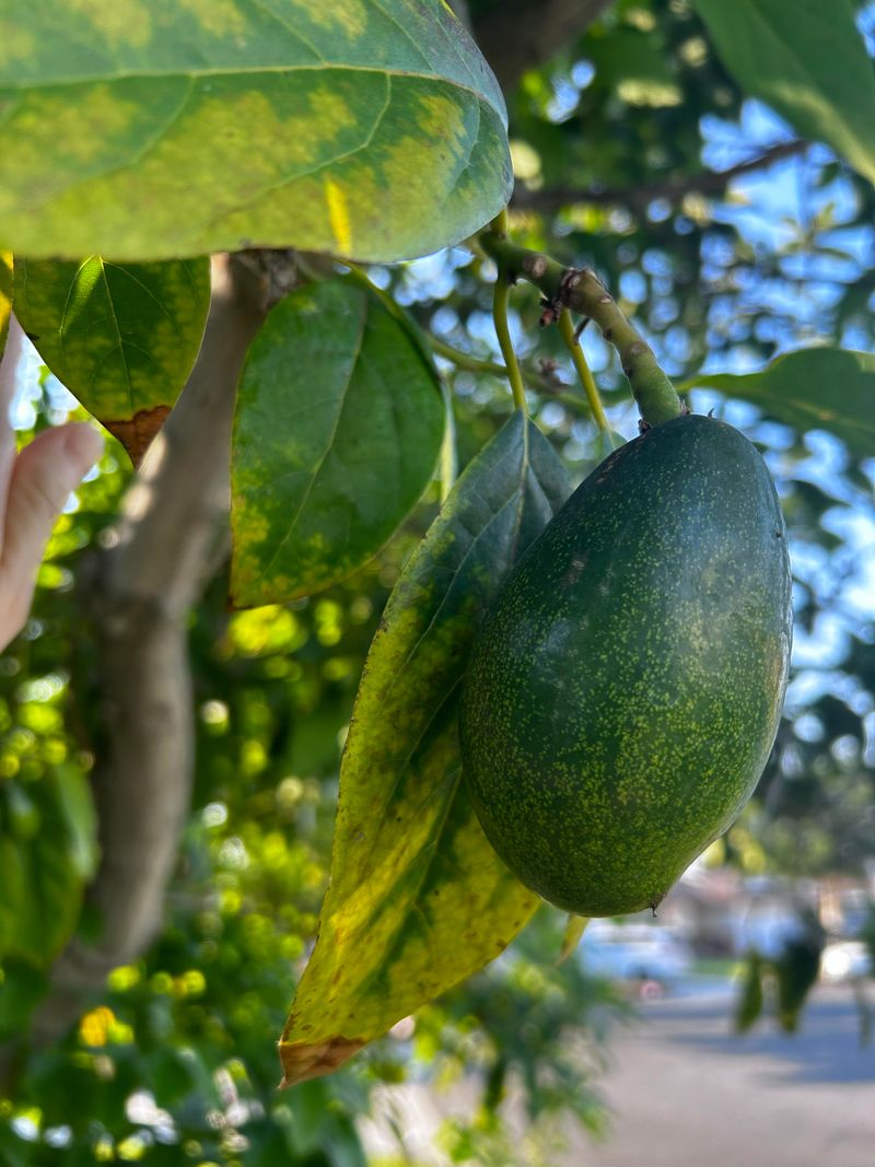 Deep Soaks Support Fruit Sizing Deep Soaks Support Fruit Sizing